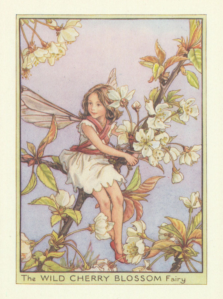 Wild Cherry Blossom Fairy by Cicely Mary Barker. Tree Flower Fairies c1940